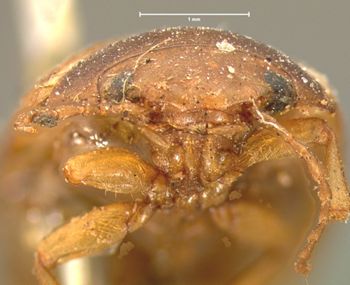 Media type: image;   Entomology 6036 Aspect: head frontal view
